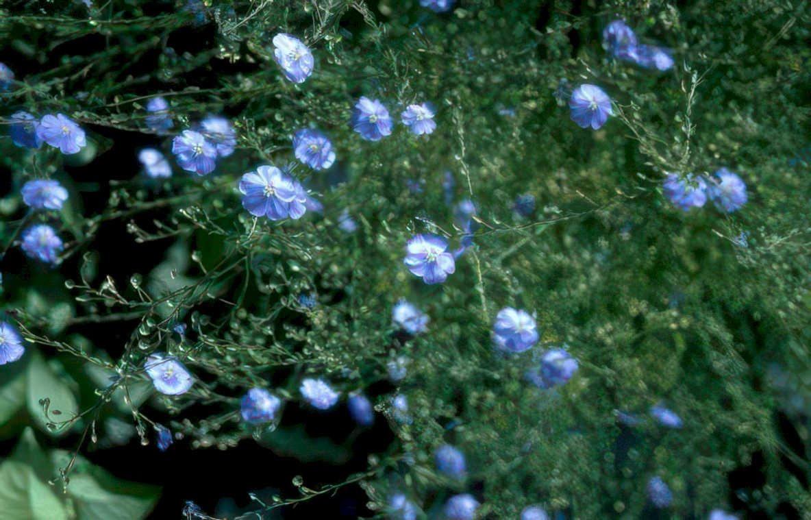 blue beard tongue Vintage A4 Photo Print