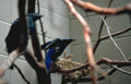 blue birds nest Vintage A4 Photo Print