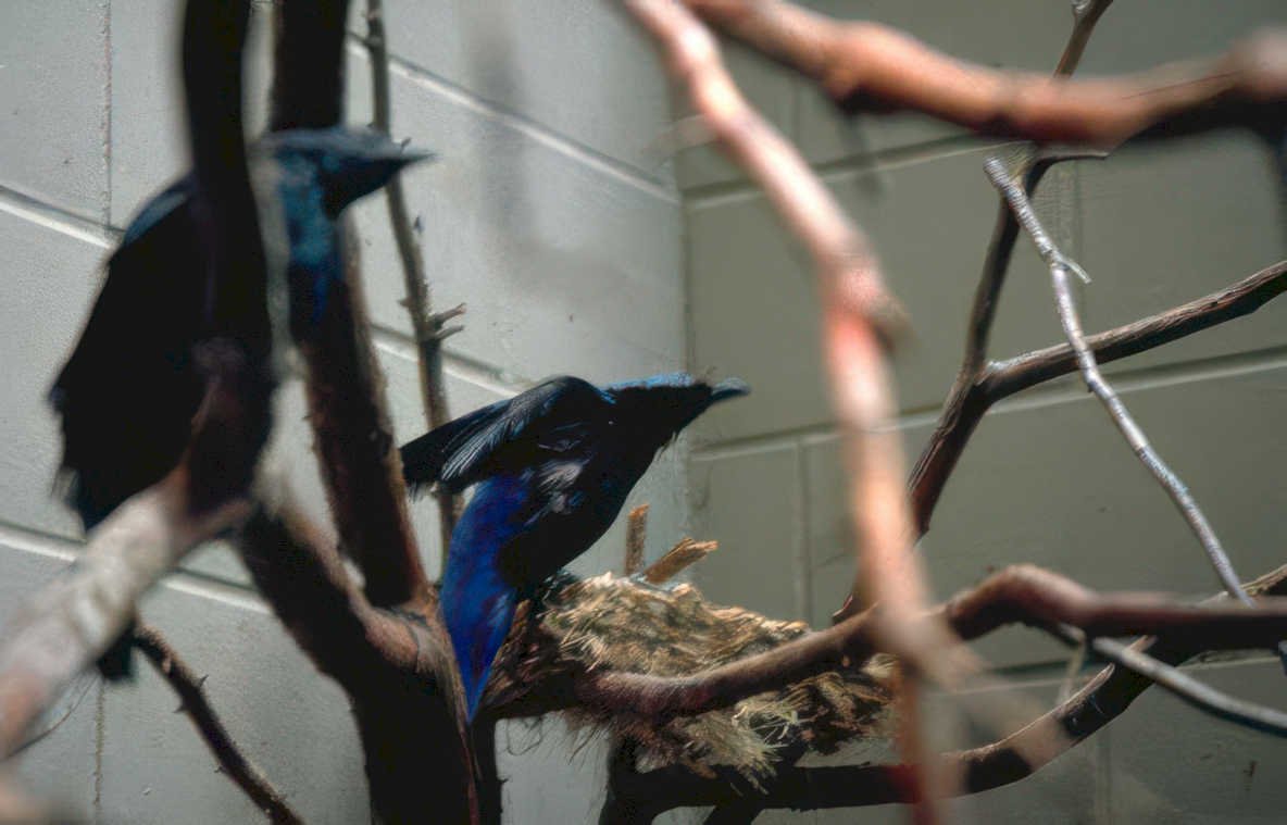 blue birds nest Vintage A4 Photo Print