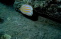 blue butterflyfish reef Vintage A4 Photo Print