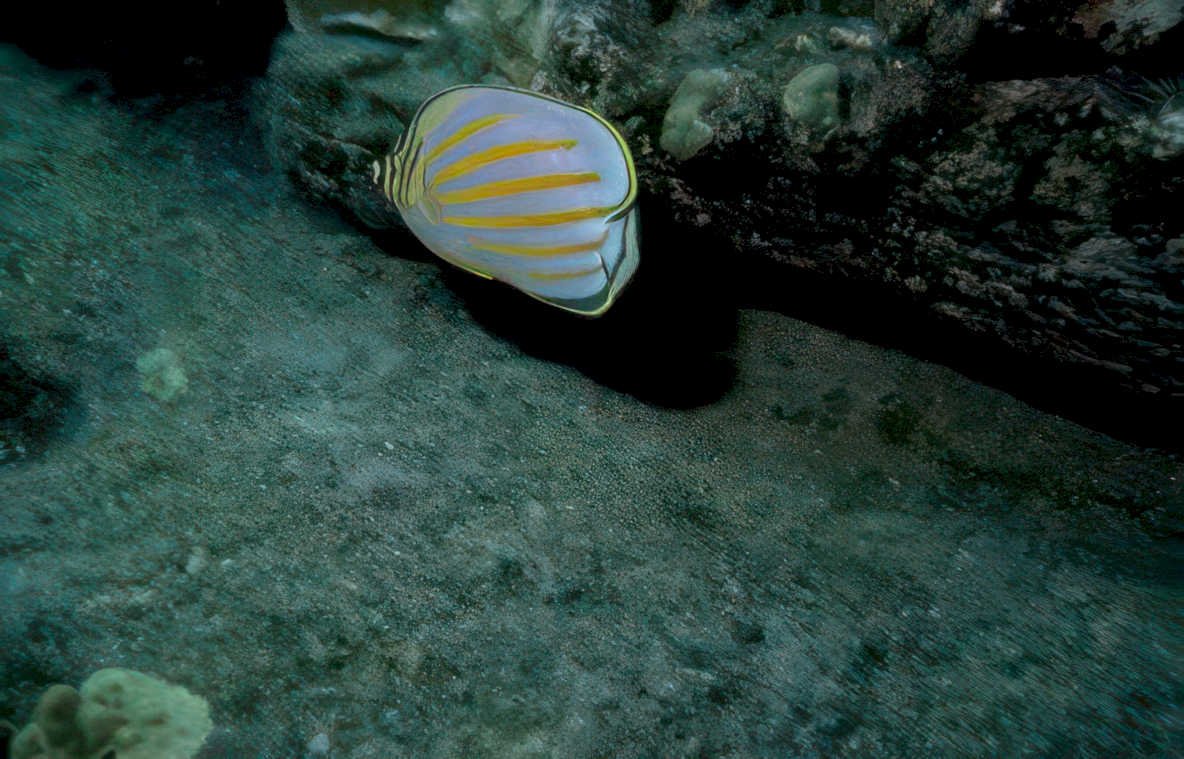 blue butterflyfish reef Vintage A4 Photo Print