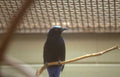 blue capped ifrita Vintage A4 Photo Print