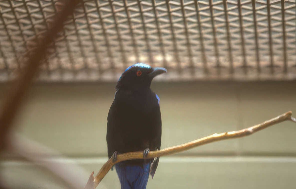 blue capped ifrita Vintage A4 Photo Print