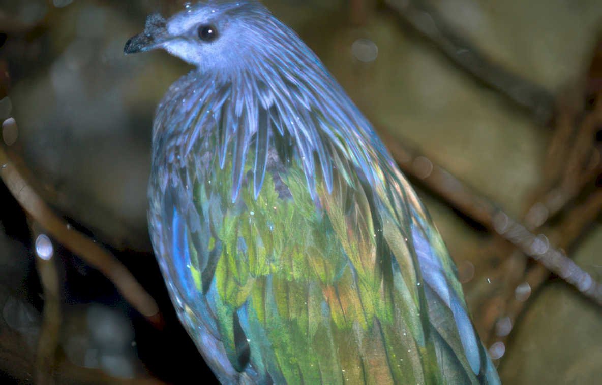 blue capped pigeon Vintage A4 Photo Print