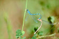 blue damselfly stem1980s 1990s A4 Photo Print