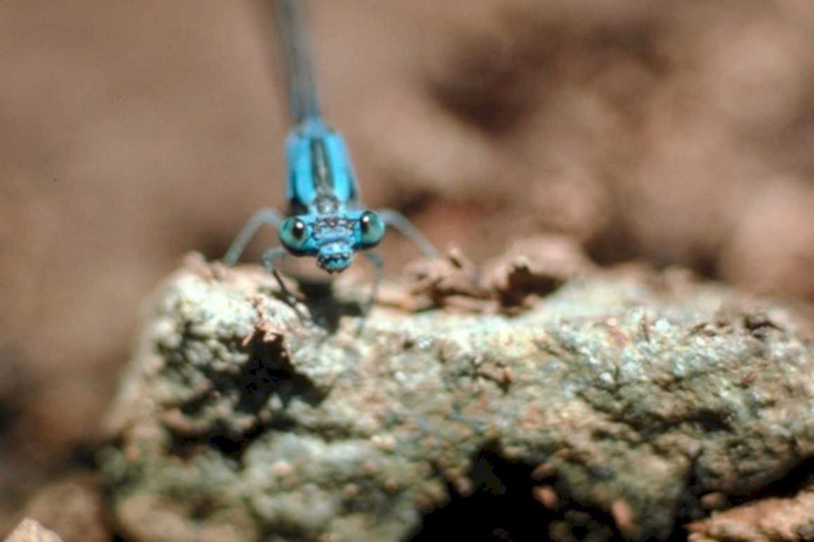 blue dragonfly bark1980s 1990s A4 Photo Print