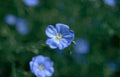 blue flax flower Vintage A4 Photo Print