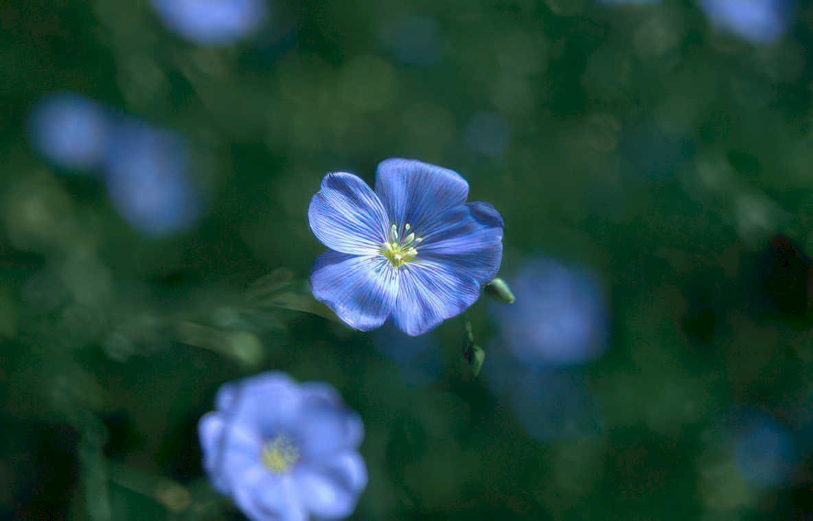 blue flax flower Vintage A4 Photo Print