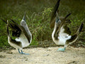 blue footed boobies 11980s 1990s A4 Photo Print