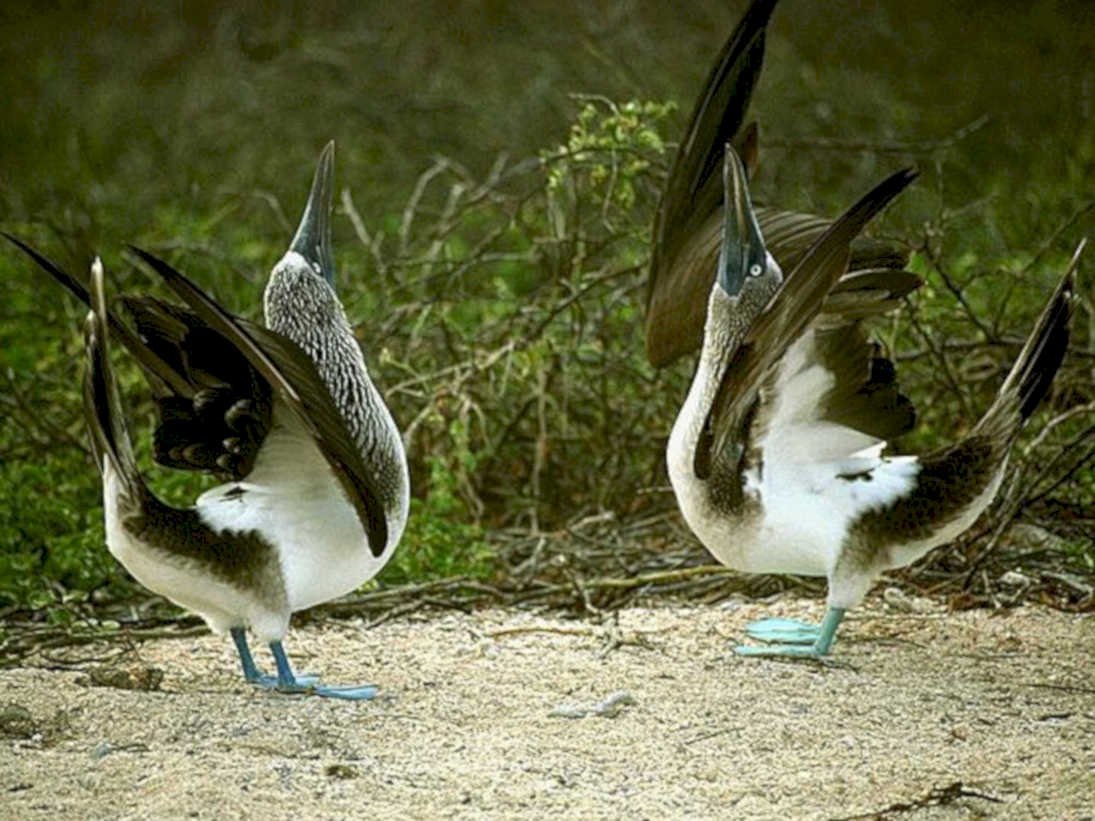 blue footed boobies 11980s 1990s A4 Photo Print