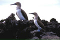 blue footed boobies 21980s 1990s A4 Photo Print