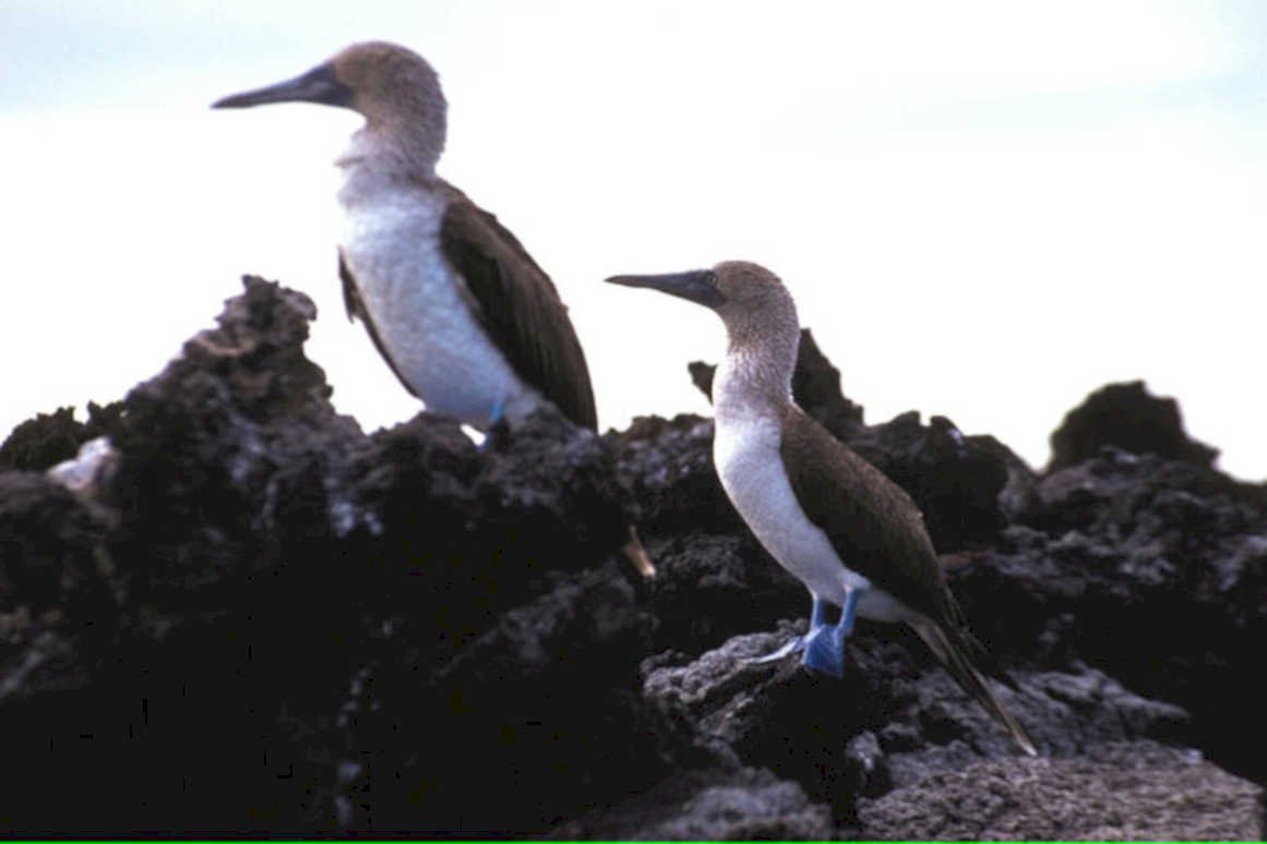 blue footed boobies 21980s 1990s A4 Photo Print