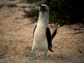 blue footed booby 11980s 1990s A4 Photo Print
