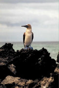 blue footed booby 21980s 1990s A4 Photo Print