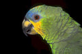 blue fronted parrot 1980s 1990s A4 Photo Print