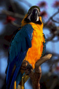 blue gold macaw1980s 1990s A4 Photo Print