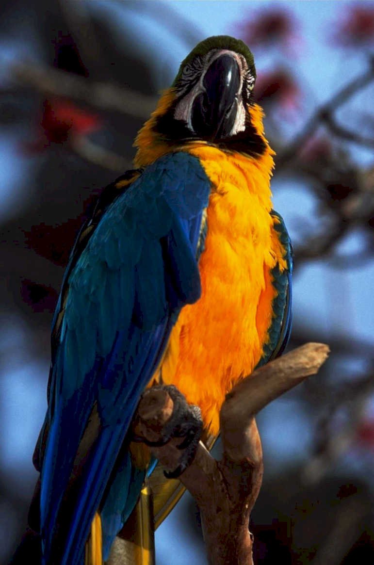 blue gold macaw1980s 1990s A4 Photo Print