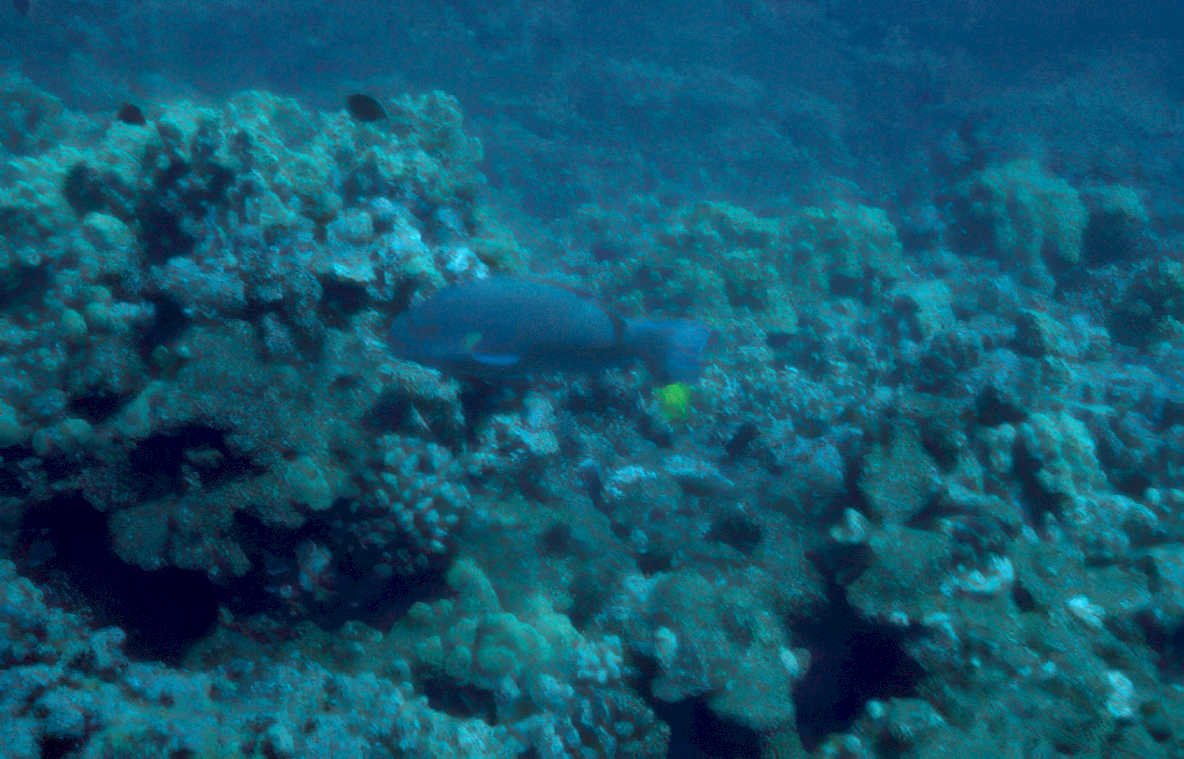 blue grouper reef Vintage A4 Photo Print