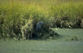 blue heron bayou Vintage A4 Photo Print