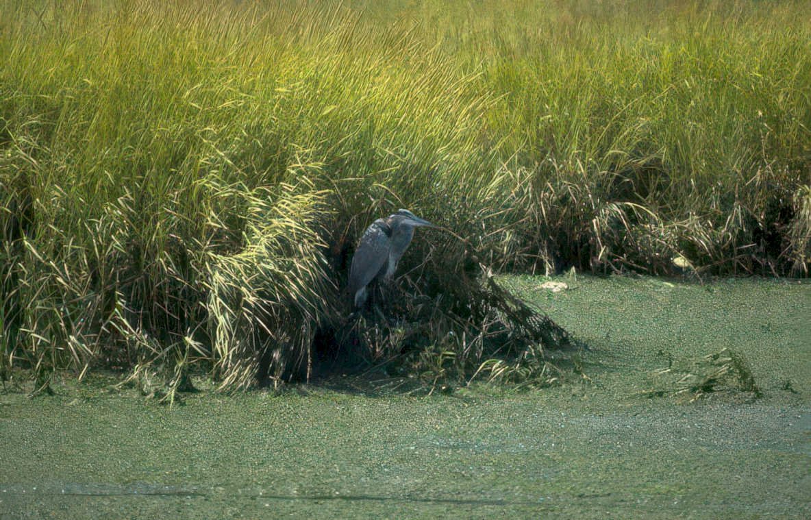 blue heron bayou Vintage A4 Photo Print
