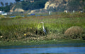 blue heron coast Vintage A4 Photo Print
