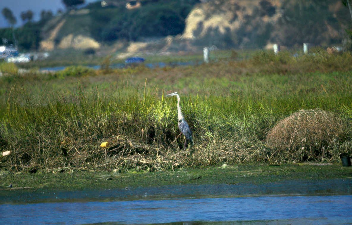 blue heron coast Vintage A4 Photo Print