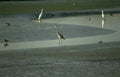 blue heron dusk Vintage A4 Photo Print