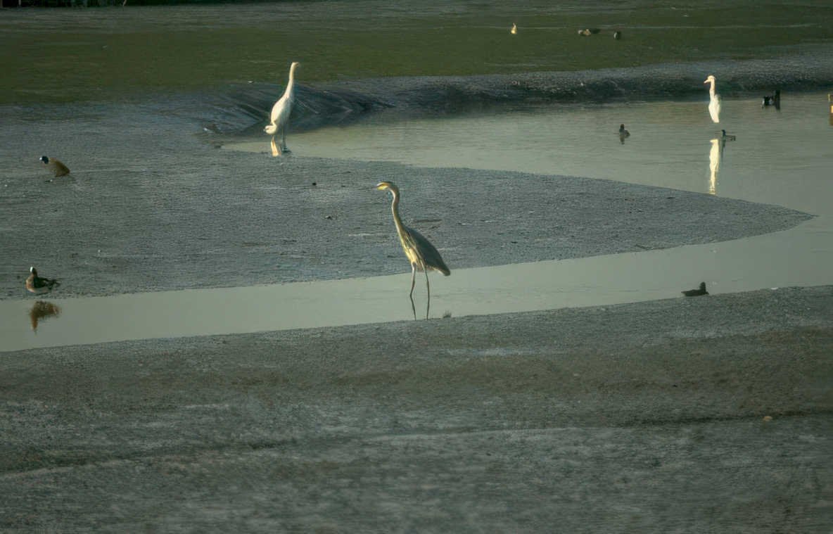 blue heron dusk Vintage A4 Photo Print