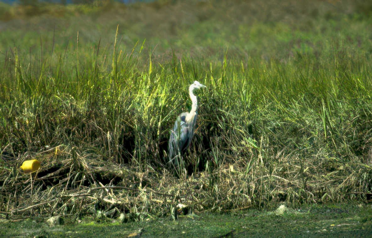 blue heron everglades 1 Vintage A4 Photo Print