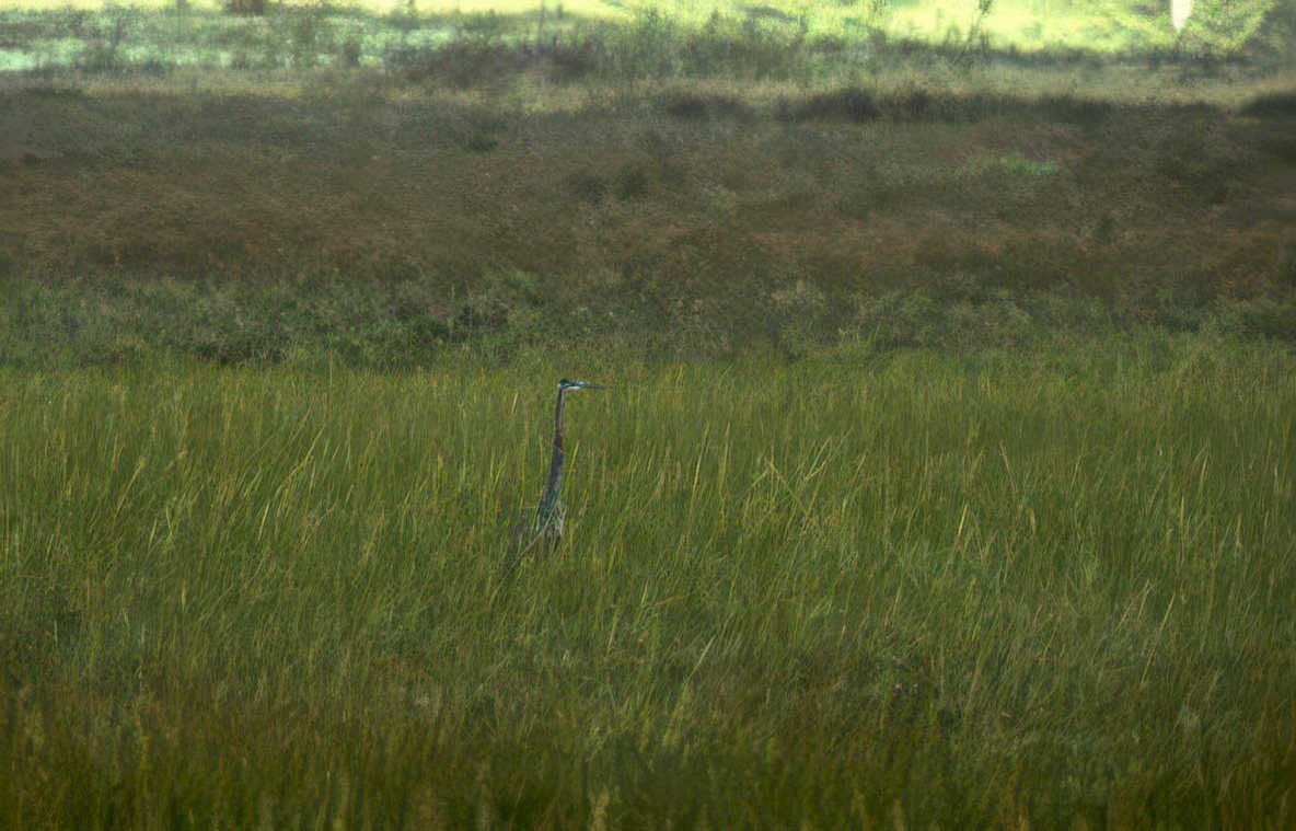 blue heron everglades 2 Vintage A4 Photo Print