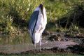 blue heron everglades 21980s 1990s A4 Photo Print