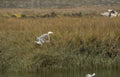 blue heron everglades Vintage A4 Photo Print
