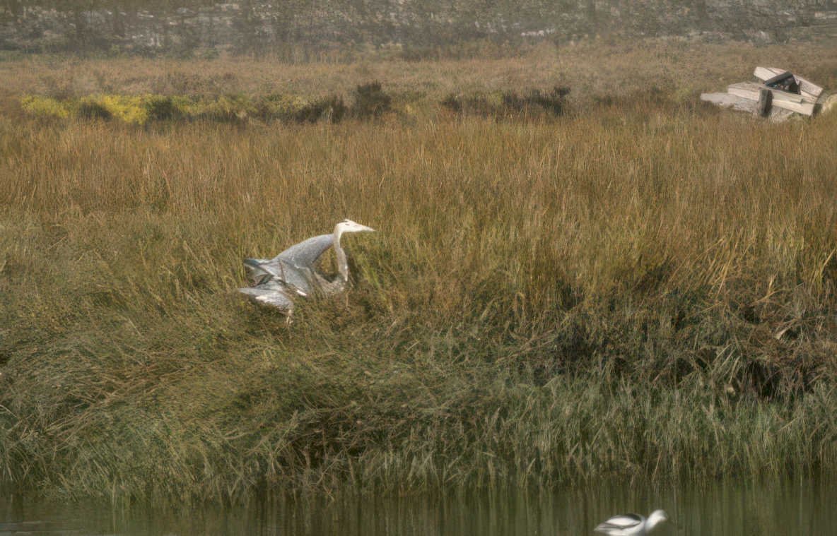 blue heron everglades Vintage A4 Photo Print