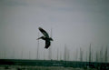 blue heron flight Vintage A4 Photo Print