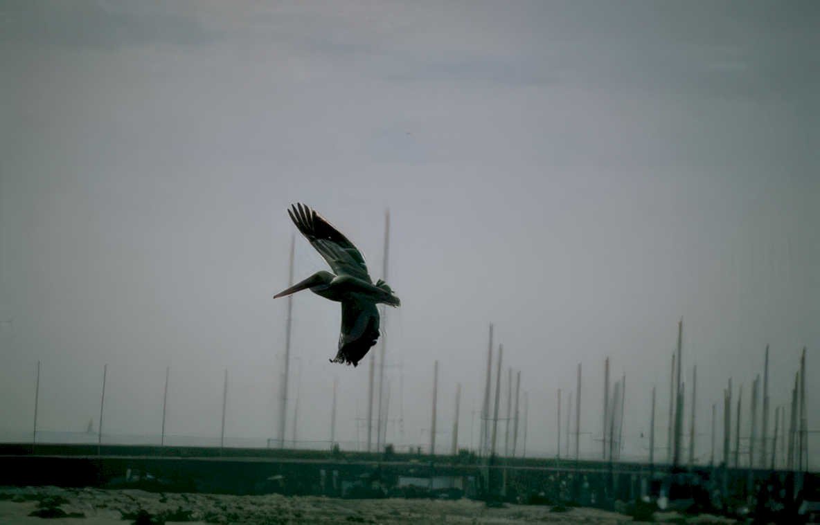blue heron flight Vintage A4 Photo Print