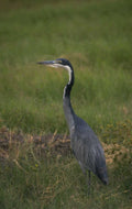 blue heron florida 1980s 1990s A4 Photo Print