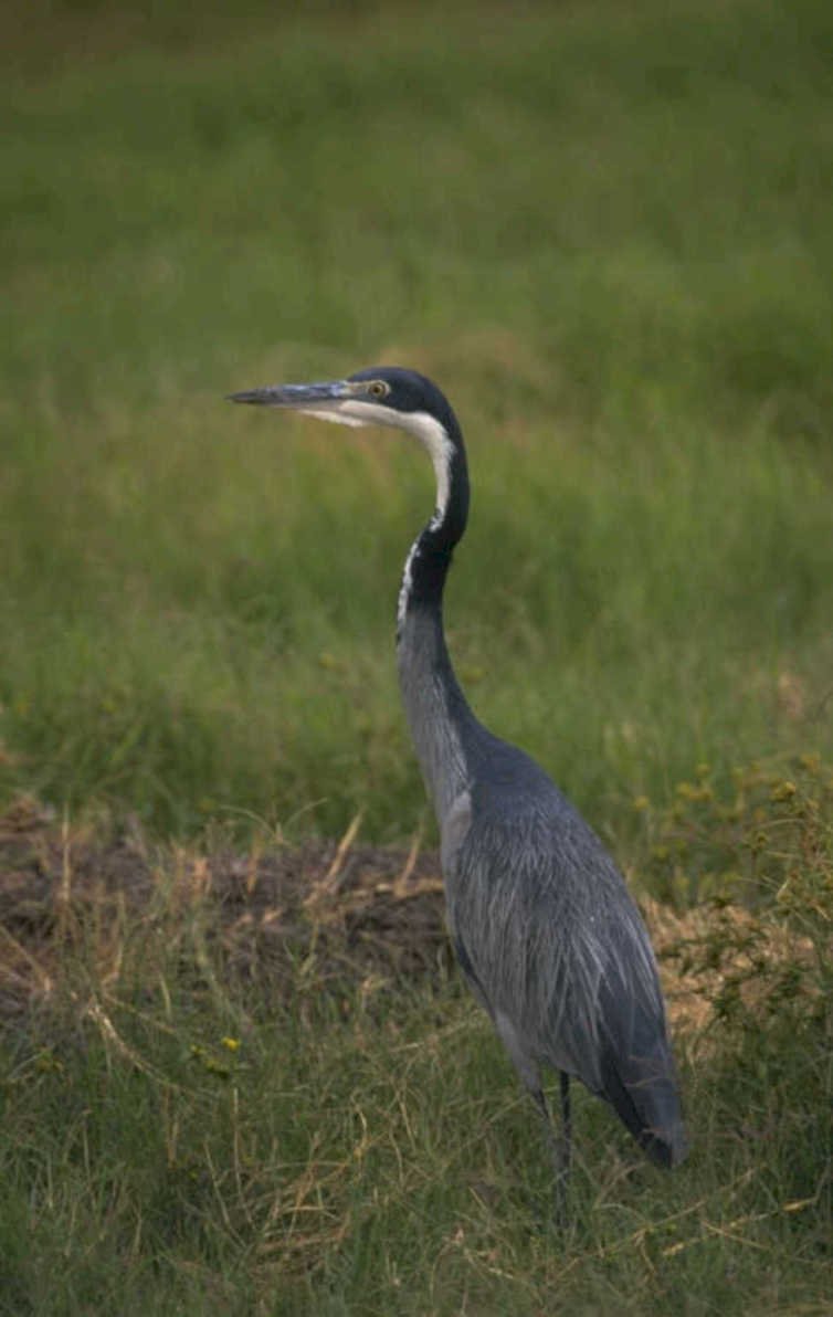 blue heron florida 1980s 1990s A4 Photo Print