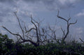 blue heron mangrove 1980s 1990s A4 Photo Print