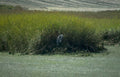 blue heron marsh 1 Vintage A4 Photo Print