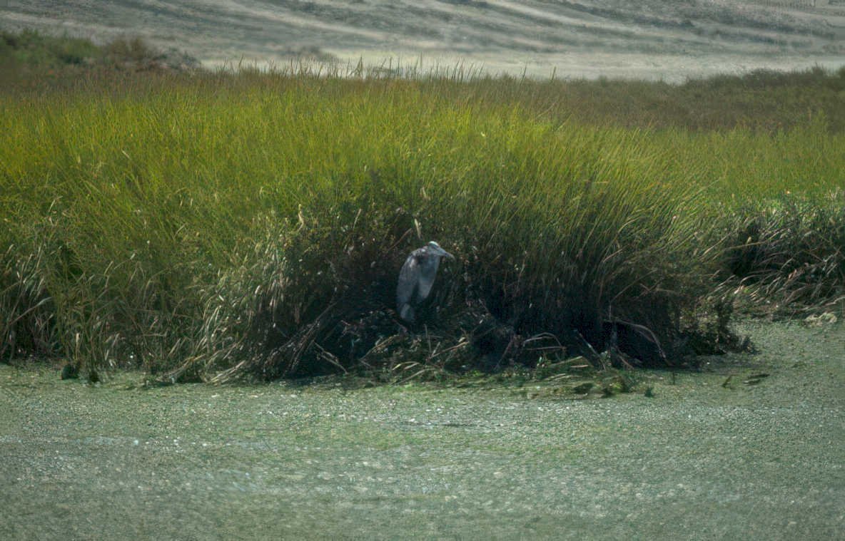 blue heron marsh 1 Vintage A4 Photo Print