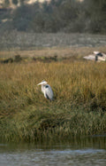 blue heron marsh 2 Vintage A4 Photo Print