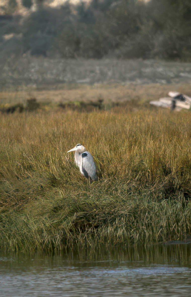 blue heron marsh 2 Vintage A4 Photo Print