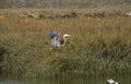 blue heron marsh 3 Vintage A4 Photo Print