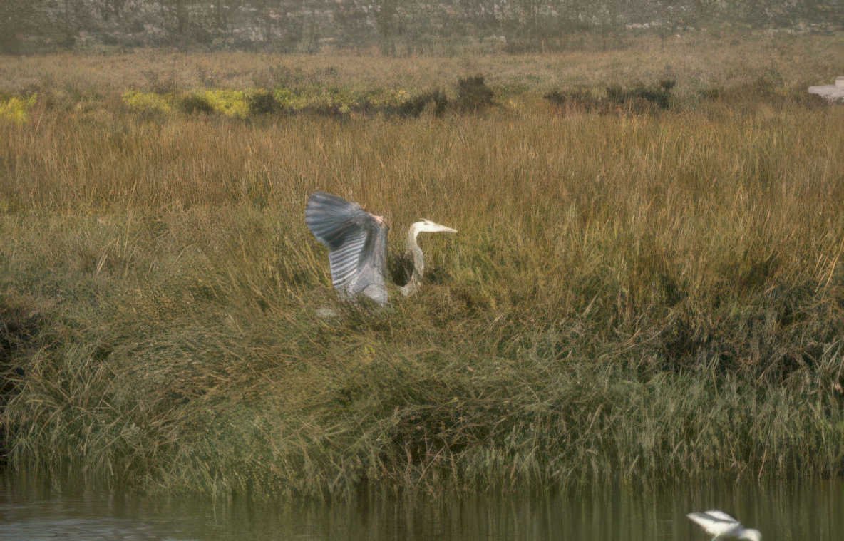blue heron marsh 3 Vintage A4 Photo Print