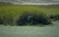 blue heron marsh Vintage A4 Photo Print