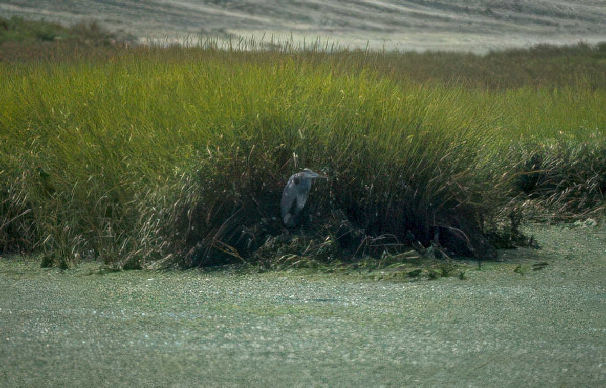 blue heron marsh Vintage A4 Photo Print