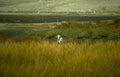blue heron marshland Vintage A4 Photo Print