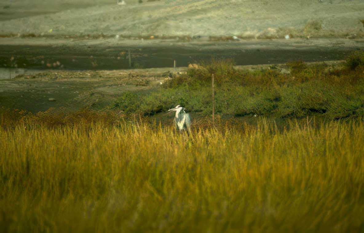 blue heron marshland Vintage A4 Photo Print