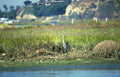 blue heron san Vintage A4 Photo Print