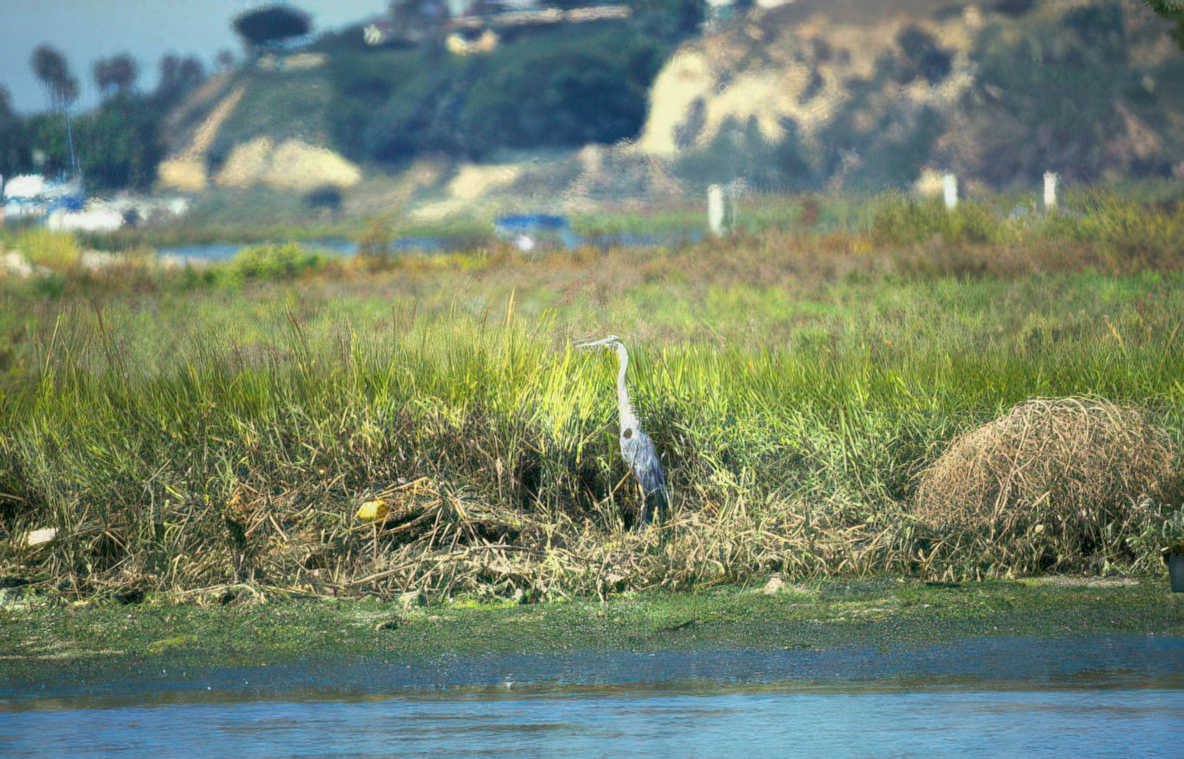 blue heron san Vintage A4 Photo Print